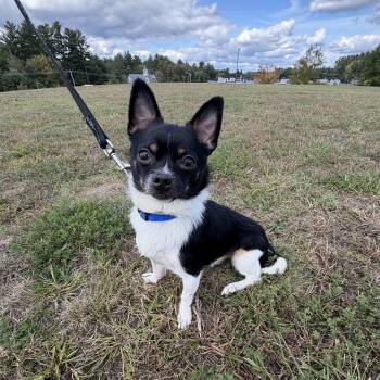 Sinatra -  Chihuahua and Mixed Breed Dog for Adoption in Pelham, New Hampshire - Sinatra | PetCurious