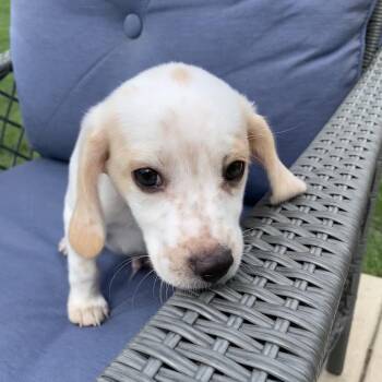 Chocolate Chip/Chip -  Beagle and Australian Cattle Dog Blue Heeler Dog for Adoption in Shorewood, Illinois - Chocolate Chip/Chip | PetCurious