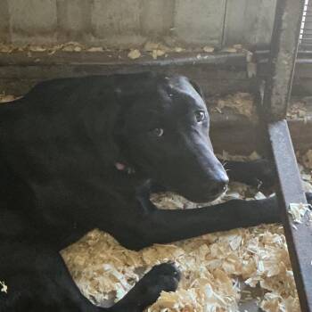 Jasmine -  Mixed Breed and Black Labrador Retriever Dog for Adoption in Durant, Oklahoma - Jasmine | PetCurious