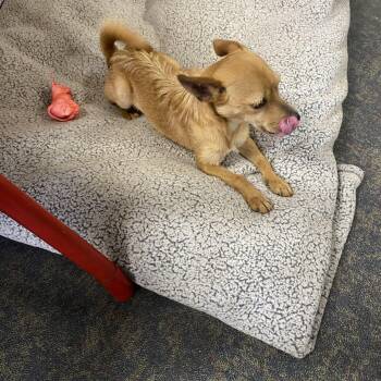 Chiweenie Dogs Available for Adoption in Blytheville, Arkansas - Gadget | PetCurious