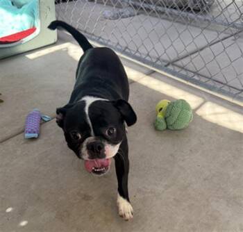 PLUM -  Boston Terrier and Mixed Breed Dog for Adoption in Redlands, California - PLUM | PetCurious