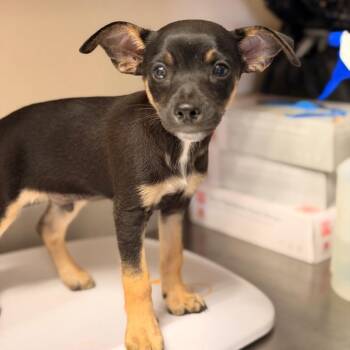 Gucci -  Chihuahua and Dachshund Dog for Adoption in San Antonio, Texas - Gucci | PetCurious