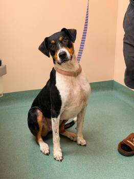 Kanaan -  Mixed Breed Dog for Adoption in Huntsville, Alabama - Kanaan | PetCurious