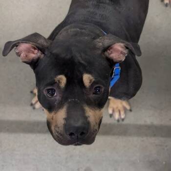 Rescue Mixed Breed Dogs for Adoption in Pittsburgh, Pennsylvania - Zena | PetCurious