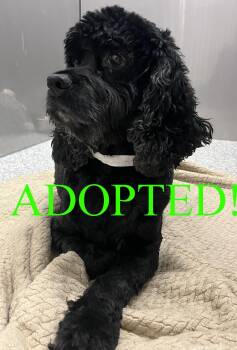 Rescue Cocker Spaniel Dogs for Adoption in Westminster, Maryland - Hedy | PetCurious