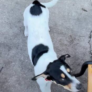 Madison -  Jack Russell Terrier and Mixed Breed Dog for Adoption - Madison | PetCurious