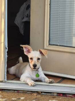 Rescue Chihuahua and Mixed Breed Dogs for Adoption in Coachella, California - Cobra Bubbles | PetCurious