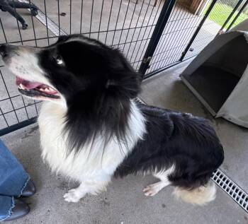 Finn -  Border Collie Dog for Adoption in Fayetteville, Tennessee - Finn | PetCurious