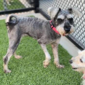 Schnauzer Dogs Available for Adoption in Los Angeles, California - Lemon A2194550 | PetCurious