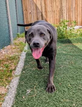 Buddy -  American Bulldog Dog for Adoption in Benson, Arizona - Buddy | PetCurious