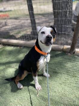 Rescue Terrier Dogs for Adoption in Center Point, Texas - Maggie | PetCurious