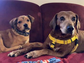 Spearmint -  Collie and Retriever Dog for Adoption in Pottstown, Pennsylvania - Spearmint | PetCurious