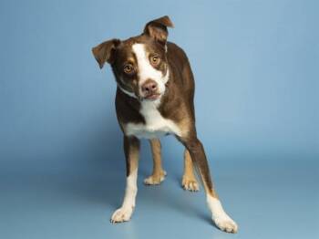 SCOUT -  Australian Shepherd and Chihuahua Dog for Adoption in Phoenix, Arizona - SCOUT | PetCurious