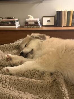 Keely -  Great Pyrenees Dog for Adoption in Denver, Colorado - Keely | PetCurious
