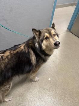 Siberian Husky Dogs Available for Adoption - HAZE | PetCurious