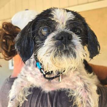 Olaf -  Shih Tzu Dog for Adoption in Ramona, California - Olaf | PetCurious