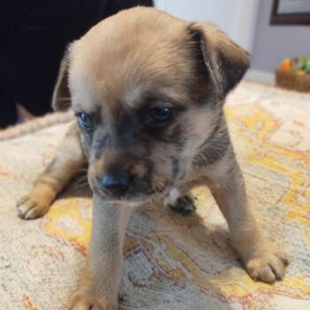Chihuahua and Terrier Dogs Available for Adoption in Austin, Texas - Bruni | PetCurious