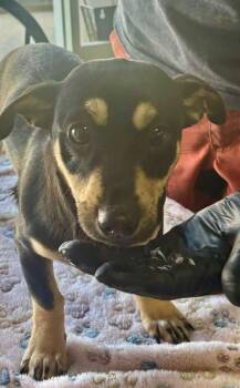 Miniature Pinscher Dogs Available for Adoption - Ricardo | PetCurious