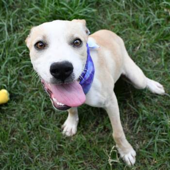 Flan -  Pit Bull Terrier and Labrador Retriever Dog for Adoption in Beaumont, Texas - Flan | PetCurious
