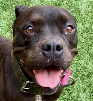 Pit Bull Terrier and American Staffordshire Terrier Dogs Available for Adoption in San Marcos, California - OUT OF TIME! Parsley #A548699 | PetCurious
