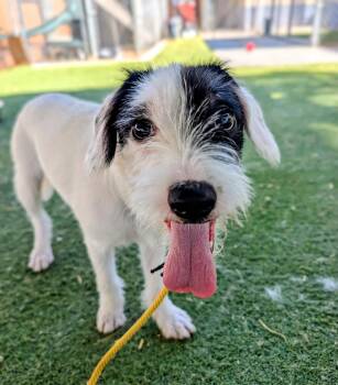 26-21G -  Terrier Dog for Adoption in Ridgecrest, California - 26-21G | PetCurious