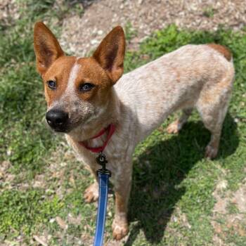 Buster -  Australian Cattle Dog Blue Heeler Dog for Adoption in Center Point, Texas - Buster | PetCurious