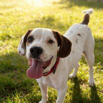 PINTO -  Beagle and Brittany Spaniel Dog for Adoption in Chandler, Arizona - PINTO | PetCurious