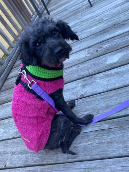 Poodlie -  Poodle and Standard Poodle Dog for Adoption in Holly Springs, North Carolina - Poodlie | PetCurious