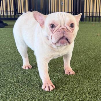 Eileen -  French Bulldog and Mixed Breed Dog for Adoption in West Palm Beach, Florida - Eileen | PetCurious
