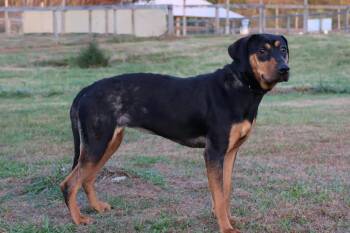 Mixed Breed Dogs Available for Adoption in Columbia, Tennessee - Pretty Girl | PetCurious