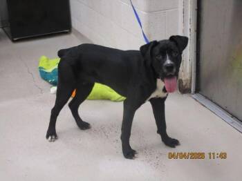 Boxer and Labrador Retriever Dogs Available for Adoption in Marietta, Georgia - Luna (in Foster) | PetCurious