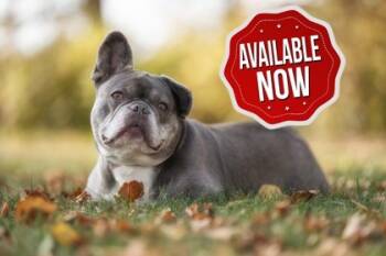 Rescue French Bulldog Dogs for Adoption in Lowell, Massachusetts - Pedro | PetCurious