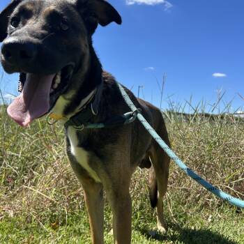 Raider -  Belgian Shepherd Laekenois Dog for Adoption in Pearland, Texas - Raider | PetCurious