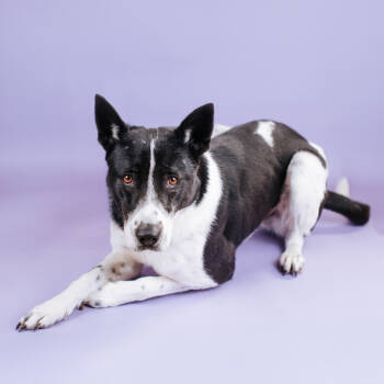 Rescue Border Collie Dogs for Adoption in Northbrook, Illinois - Bada | PetCurious