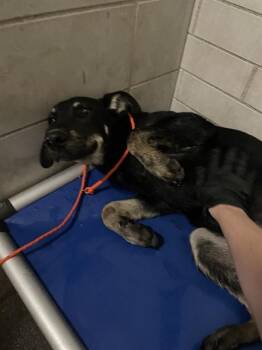 PHILLIP -  German Shepherd Dog and Mixed Breed Dog for Adoption in Stockton, California - PHILLIP | PetCurious