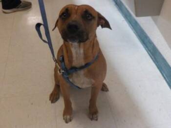 Boxer and Mixed Breed Dogs Available for Adoption - LUCKY | PetCurious
