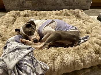 Eloise -  American Staffordshire Terrier and Mixed Breed Dog for Adoption in Choctaw, Oklahoma - Eloise | PetCurious