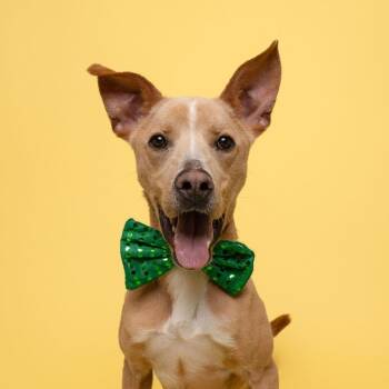 Rescue Hound Dogs for Adoption in Winnabow, North Carolina - Stewy | PetCurious