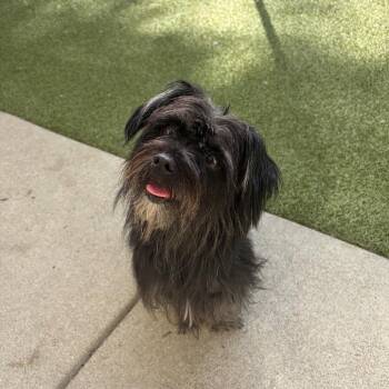 Handsome! -  Shih Tzu and Chihuahua Dog for Adoption in Toledo, Ohio - Handsome! | PetCurious
