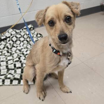Tator Tot -  Mixed Breed Dog for Adoption in Pittsburgh, Pennsylvania - Tator Tot | PetCurious