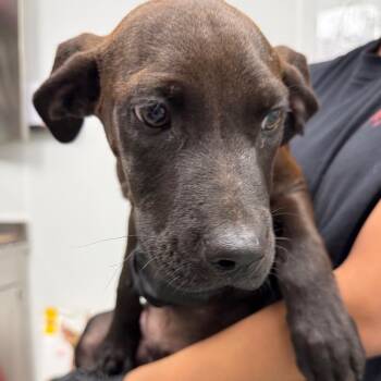 Chunk -  Labrador Retriever and Mixed Breed Dog for Adoption in Abilene, Texas - Chunk | PetCurious