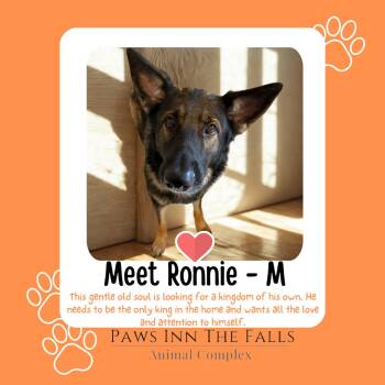 Ronnie -  German Shepherd Dog Dog for Adoption in Niagara Falls, New York - Ronnie | PetCurious