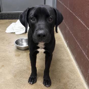 PBA-Stray-11749 -  Mixed Breed Dog for Adoption in Pine Bluff, Arkansas - PBA-Stray-11749 | PetCurious