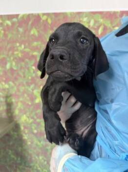 Sunshine -  Labrador Retriever and Mixed Breed Dog for Adoption in San Antonio, Texas - Sunshine | PetCurious