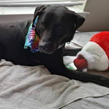 Rescue Black Labrador Retriever Dogs for Adoption in Kempner, Texas - Cabela | PetCurious