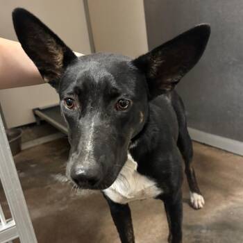 Fancy -  Mixed Breed Dog for Adoption in Lake Jackson, Texas - Fancy | PetCurious