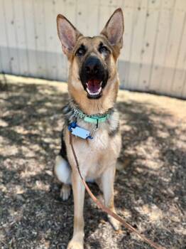 Ross -  German Shepherd Dog Dog for Adoption in San Diego, California - Ross | PetCurious