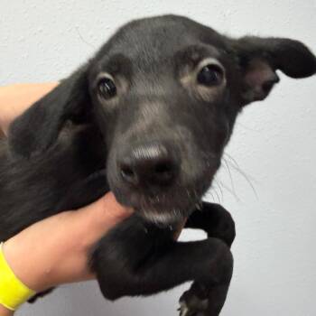 Mixed Breed and Border Collie Dogs Available for Adoption in Idaho Falls, Idaho - Phoenix | PetCurious