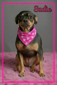 Sadie -  Miniature Pinscher and Chihuahua Dog for Adoption in Grove, Oklahoma - Sadie | PetCurious