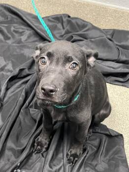 LULU -  German Shepherd Dog and Pit Bull Terrier Dog for Adoption in Las Vegas, Nevada - LULU | PetCurious